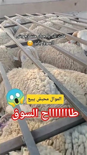 Sheep prices collapse to 2 million 😱😍