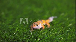 Eublepharis lizard on a green lawn. Reptile yellow-spotted gecko. Exotic tropical animal on the grass. He licks his lips and looks around.