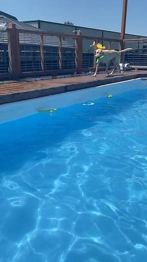 19 reactions | Hank will jump in from anywhere | Wet Noses & Wagging Tails Dog Daycare | Facebook