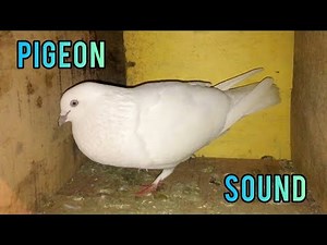 Pigeon Sound Effect || Male Pigeon Super Performance || White Pigeon
