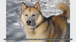 Ultimate Guide to Training Your Siberian Husky