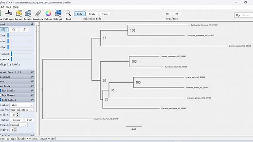 10.构建系统发育树（三）使用IQ-TREE 3.0构建ML树（含本地版和服务器版流程）