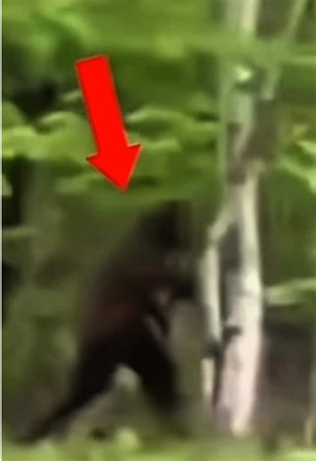 #cryptozoology #bigfoot