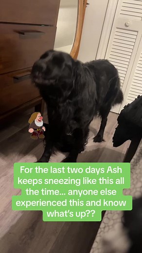 Understanding Your Sneezing Dog: Common Causes & Care