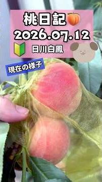 🍑桃日記【日川白鳳】2026.07.12 #shorts #家庭菜園 #ガーデニング #garden