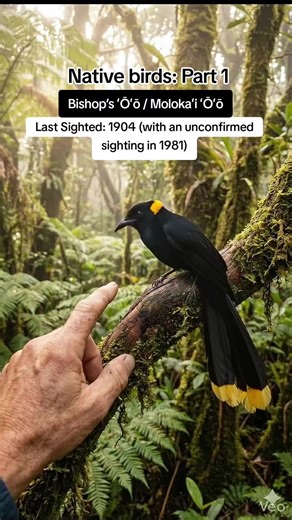 Exploring Hawaii's Extinct Native Birds