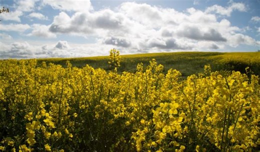 Agricultural Biomass for Biofuel