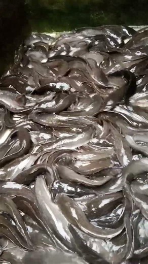 Catfish Growth Transition 🤯 #animals #shorts