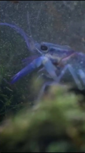 Crayfish Eating Dead Ants: Nature Home Project Explained
