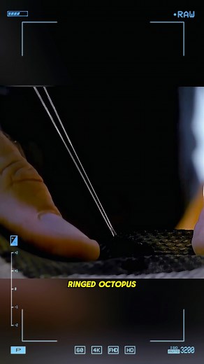 The blue-ringed octopus - the most toxic octopus on Earth. #animals #fyp #reelsvideoシ | Animals Around Us