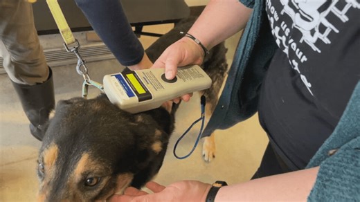 Your pet's microchip may now be useless after chip company goes out of business