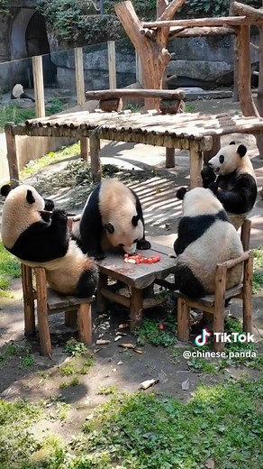 Pandas Eating Together: Adorable Dinner Time