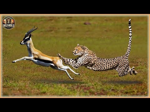 THE CHEETAH HUNTS: Unbelievable Attacks Caught on Camera! | Animal Documentary