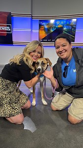 Canela, our 9-month-old Retriever mix girl, brightened up @Kens5 this morning! 🐶✨ Originally adopted as a puppy, she’s now searching for her forever home once again. Canela is a happy girl with so much love to give! Spice up your life by adopting Canela today! Discover more about our PAWS volunteer program for high school students at SAhumane.org/volunteer 🌟 #Adopt #Canela #AdoptDontShop #Rescue | San Antonio Humane Society