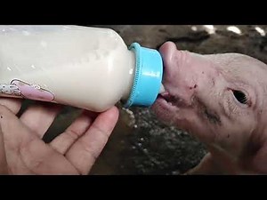how to feed manual bottle milk to a baby pig/piglets feeding bottle milk
