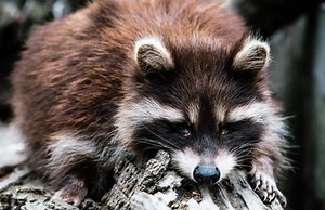 Raccoons: Unmasking a bandit’s innocent agenda