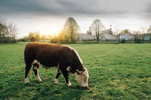 The Importance of Animal Husbandry – All You Need To Know