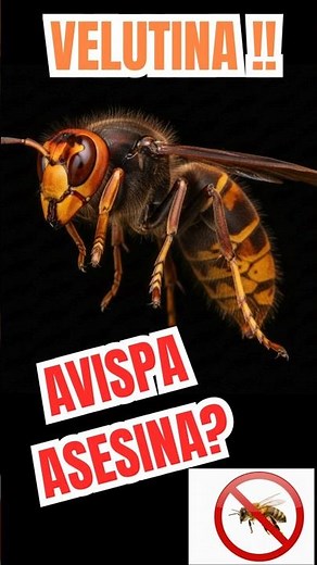 Por qué la llaman AVISPA ASESINA? 😱 | La verdad sobre la VELUTINA. avispa asiática!