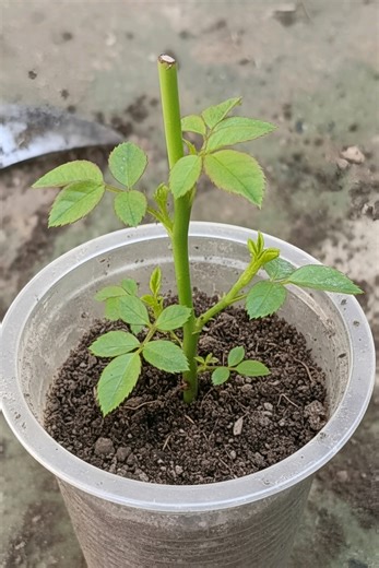 How to Cut a Rose Plant for Optimal Growth