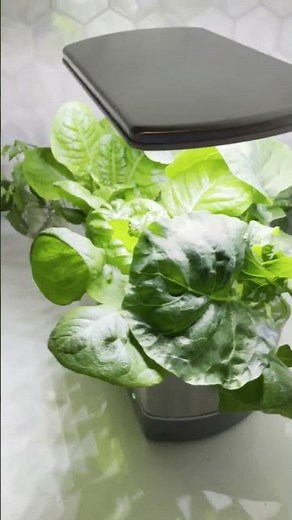 Growing Collards in a Hydroponic Garden #aerogarden #indoorgardening #hydroponics #growyourownfood