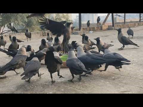 The Noise Of Crows Is Unreal Crows Feeding Frenzy Amazing Crows Bird Unity Anger And Sounds