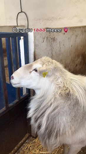Todo sobre la Carrera de Veterinaria