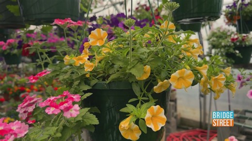Gifting mom a plant, or more, from Little York Plantation