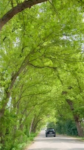 Nature 🌳🌱 in March month Beautiful 🤩 #nature #spring
