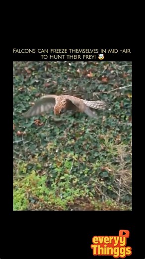😲😰🤯How Falcons ☠️hunt their preys