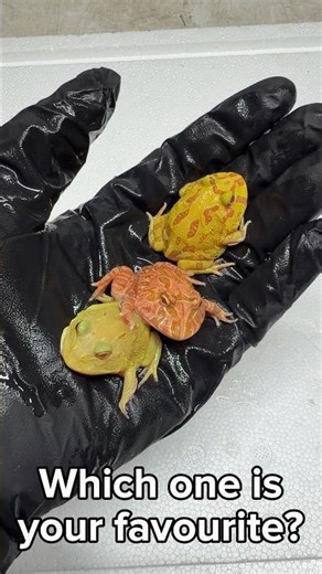 Pacman frog colour mutations. Which one is your favourite? #pacmanfrog #hornedfrog #frog