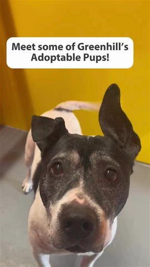 We have dogs, dogs, and more dogs! ✨ 🐾 These sweet pups are looking for loving homes, come see if you would be a good fit! Our adoption hours are 11am-4pm 7 days a week! Dogs featured in order: Leroy, Splinter, Radar, Amelia, Delilah, Brooke, Moo, Bailey, and Thor #DogTok #RescueDog #AdoptableDogs #DogSoftTok #WholesomeTok #Fyp #DogLovers #ShelterDog #AdoptionStory