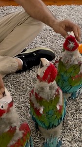85K views · 2.3K reactions | So cute 殺 baby macaws - green wings macaw & scarlet macaw & Catalina macaw & blue and gold macaw 殺殺殺殺 hand raise baby birds  fine feathered friends ❤️ 0410222922 | fine feathered friends | Facebook