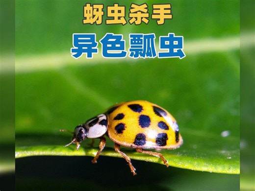 蚜虫杀手-异色瓢虫