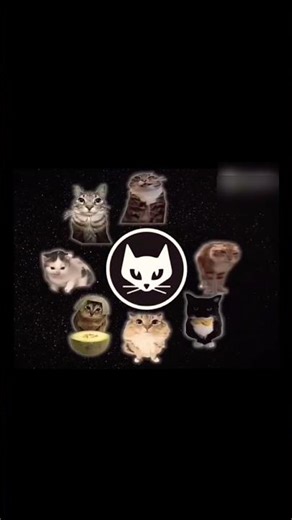 Viral Cat Edit You NEED to See 👀🐾