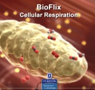 Cellular Respiration Bioflix ( Video ) | Biology