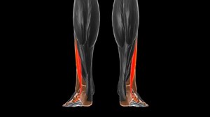 Fibularis brevis Muskelanatomie des medizinischen Konzepts: Stockvideos & Filmmaterial (100 % lizenzfrei) 1079307074 | Shutterstock