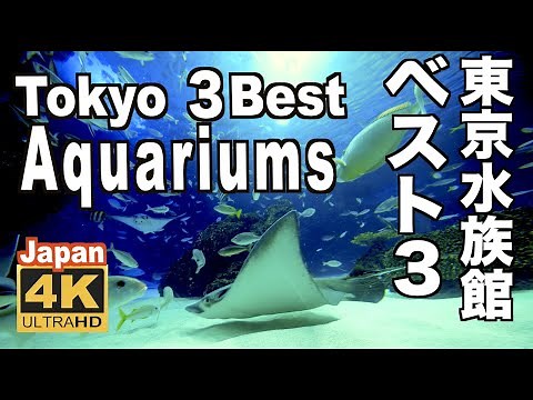 🇯🇵 4K 東京の人気水族館ベスト３ Aquariums Tokyo 観光 旅行 デート 親子 サンシャイン水族館 すみだ水族館 アクアパーク品川 癒し aquarium Japan リラックス