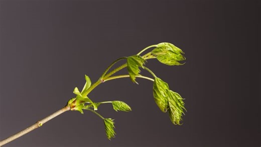 Seedlings, Germination, Sprout