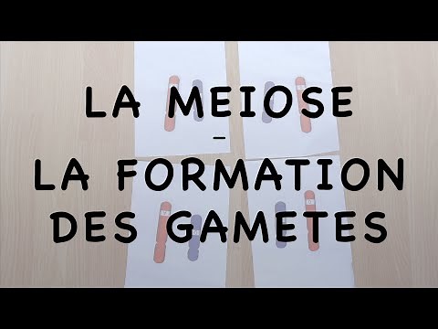 La méiose, ou formation des gamètes