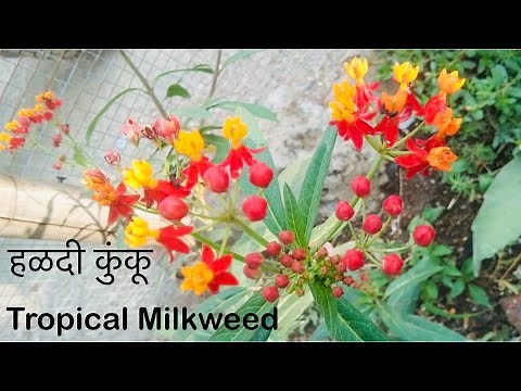 How to grow Tropical milkweed | Asclepias curassavica | Haldi kumkum plant from cutting