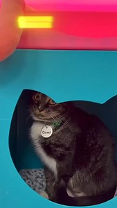 155 reactions · 8 comments | Goodnight Fort Myers super cats! ⭐️ Happy Birthday, Harvey! (adopted 2021)  Want us to give YOU (or your cat) a shoutout? Find us on Cameo today to create your personalized message with all proceeds going back to our cats! #catcafe #swfl #fortmyers #florida #adoptdontshop #pet #catlover #adoptdontshop #catlover #kitten | Cattyshack Cat Cafe | Facebook