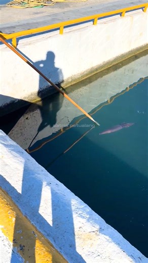 Spearing a Giant Squid on your doorstep, How insane is that #viral #squid #big #fishing #cutllefish