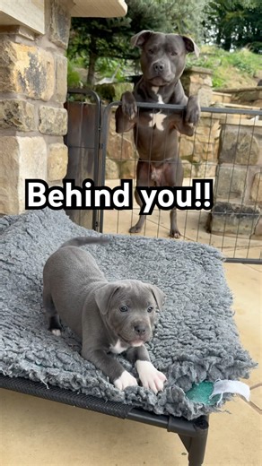Violet vs The World! Cheeky Blue Staffy Puppy with Dad Backing Her Up 🐶💜