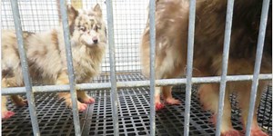 5 Wisconsin puppy breeders or dealers make ‘Horrible Hundred’ new list