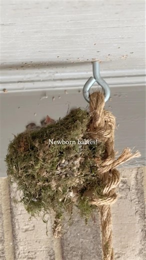 Newborn Baby Birds On My Front Porch 🥰🐦