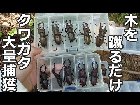 誰にでもできる大量のクワガタを採集する方法【全力キック採集】
