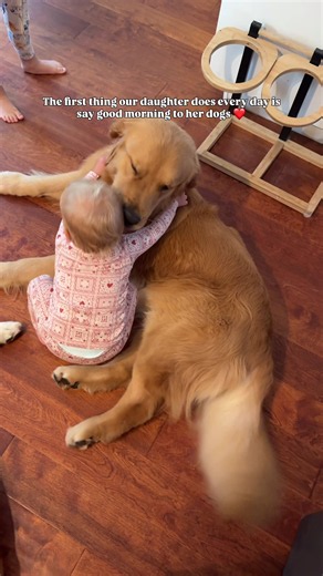 Honey’s morning routine ❤️ #goldenretriever | Golden Retriever