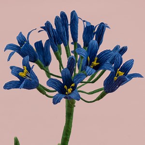 114K views · 10K reactions | Paper African Lily Flower DIY | Agapanthus Africanus Flower Handmade Paper Follow us on Youtube  https://bit.ly/3rykRLD | Art and Craft Ideas | Facebook