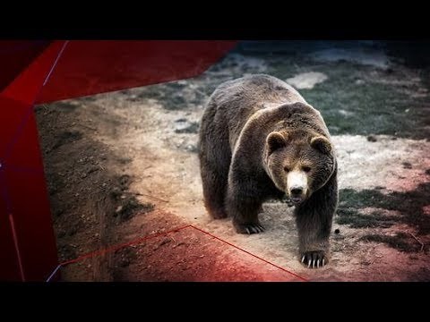 Une femme et sa petite fille tuées par un grizzly
