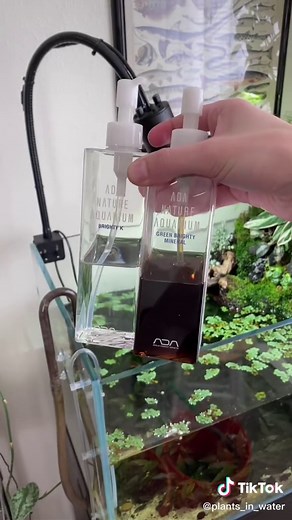 Growing Moss in Aquariums: Tips and Tricks for Riparium Plants